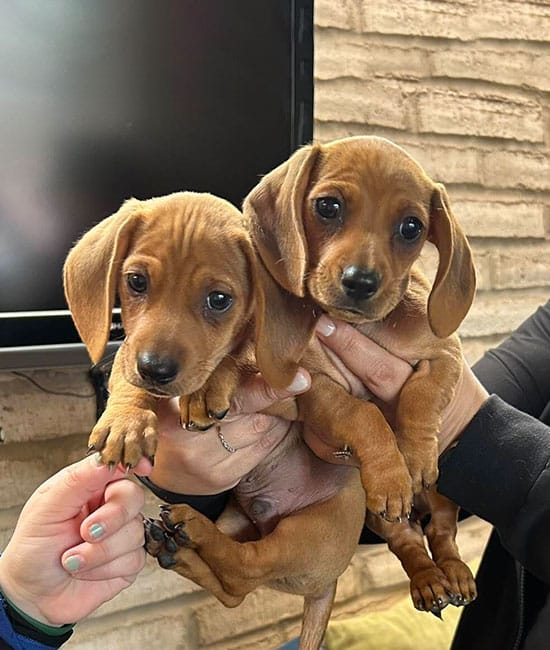 Two small brown Dachshund puppies, held up by hands, gaze curiously at the camera. Their shiny coats and large, dark eyes shine with health. One puppy sits slightly higher than the other against a brick wall backdrop, as if waiting for a vet's gentle examination.