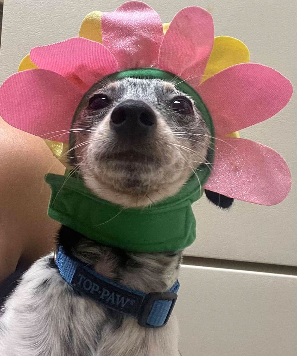 A small dog, prepped for a visit to the veterinarian, adorns a pink and yellow flower costume with petals around its head. Sporting a blue "TOP PAW" collar, it gazes at the camera with a neutral expression.