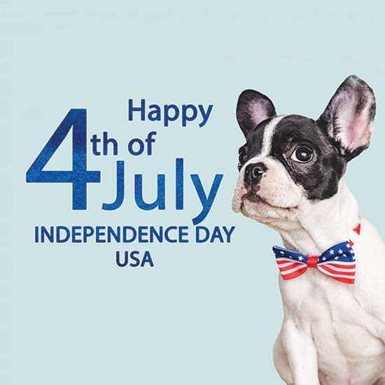 A small black and white dog wearing a bowtie with an American flag pattern sits proudly like he's just visited the vet. Next to him, text reads "Happy 4th of July, Independence Day USA" on a light blue background.
