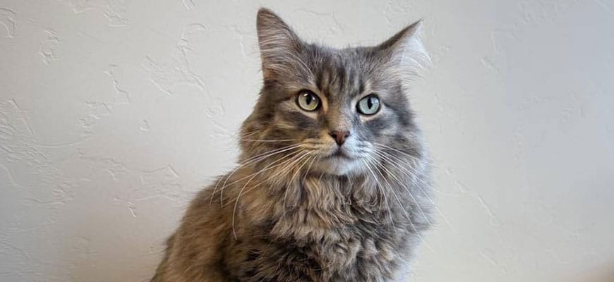 A fluffy gray cat with long fur and green eyes sits against a textured white wall, giving a look that says it's ready for its next visit to the veterinarian.