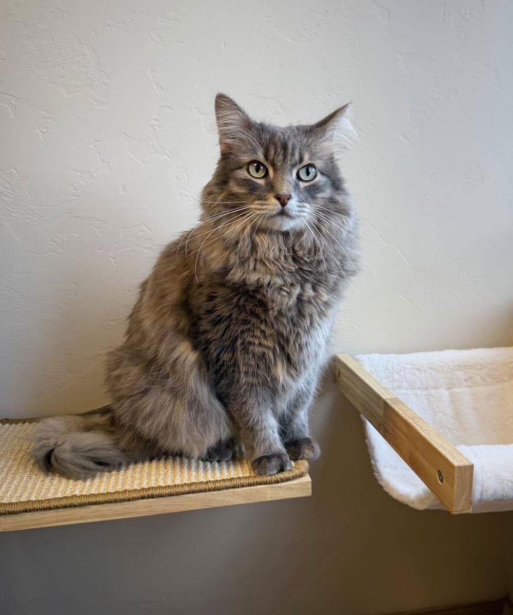 A fluffy gray cat sits calmly on a textured perch against a light-colored wall, its long fur soft and ears perked up, giving it an attentive appearance. The setup, recommended by the veterinarian, includes a cozy hammock-like structure nearby.