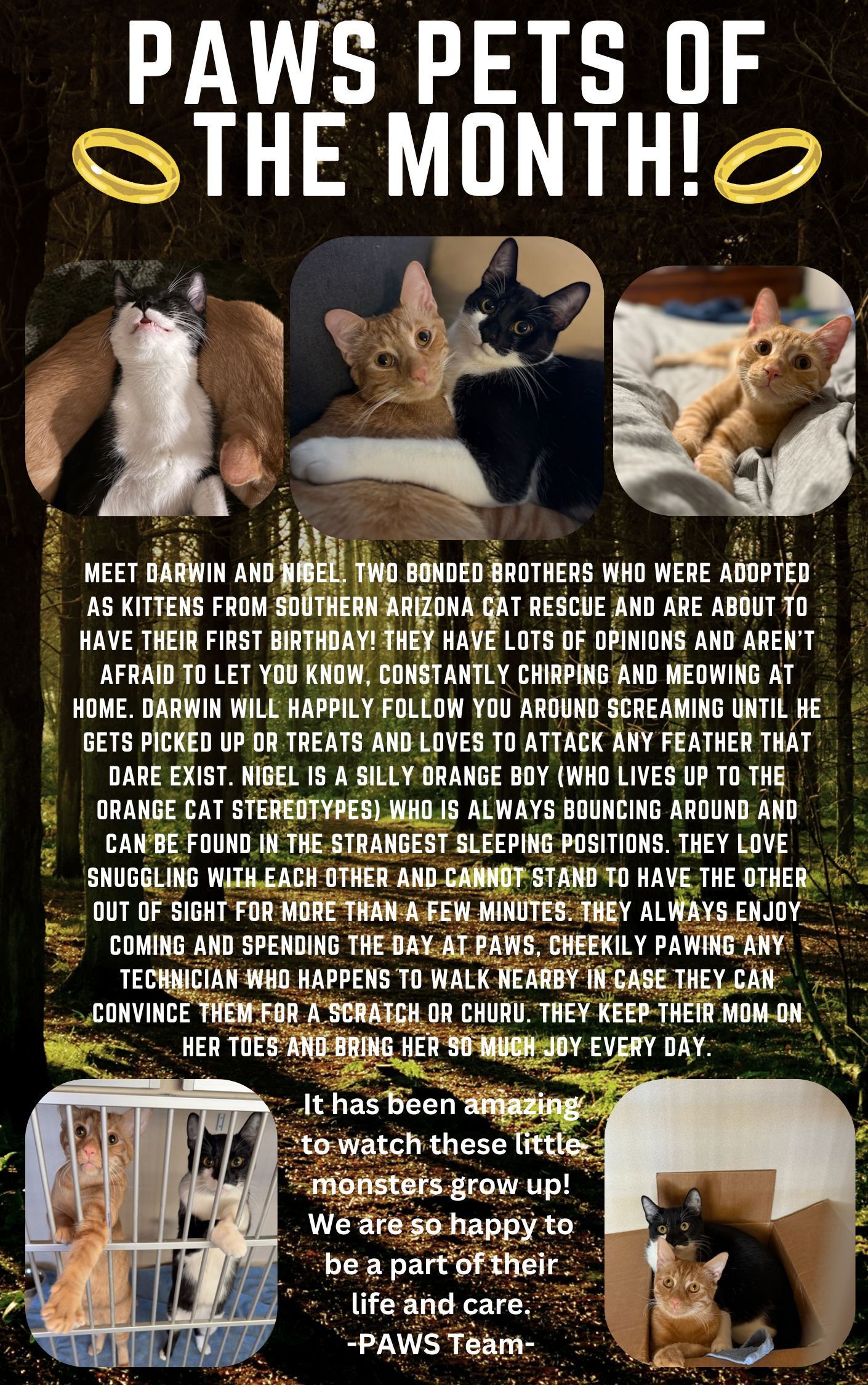 A poster with "Paws Pets of the Month!" at the top. Describes Darwin and Nigel, two rescue cats, including playful behaviors and traits. Ends with a message from the PAWS team about the joy the cats bring. Background includes cat photos and paw prints.