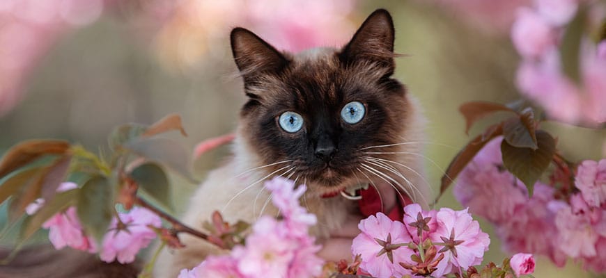 A Siamese cat with striking blue eyes and dark facial markings is nestled among vibrant pink cherry blossoms. The cat wears a red collar and gazes directly at the camera, surrounded by soft-focus floral background.