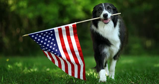 A black and white dog stands on grass, holding an American flag in its mouth. The background is green and blurred with trees, suggesting a park or garden.