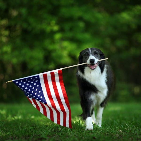 A black and white dog stands on grass, holding an American flag in its mouth, with a background of green trees.
