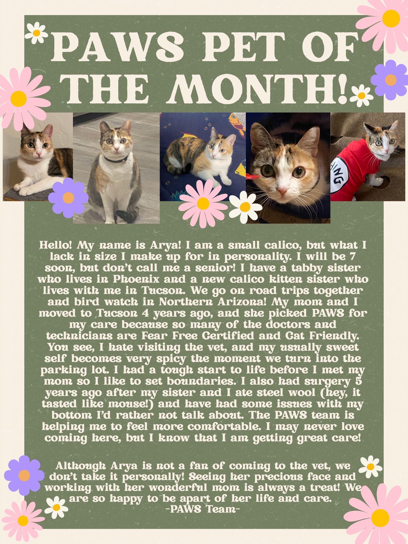 A poster titled “PAWS PET OF THE MONTH!!” features photos of a small calico cat named Arya in various poses. The background is green with flower accents, and there is a text story about Arya’s personality and background.