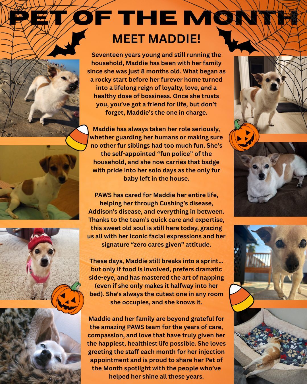 An orange Halloween-themed flyer titled “Pet of the Month” features a small tan and white dog named Maddie in various poses, surrounded by pumpkins, spider webs, and a detailed story about her life and personality.