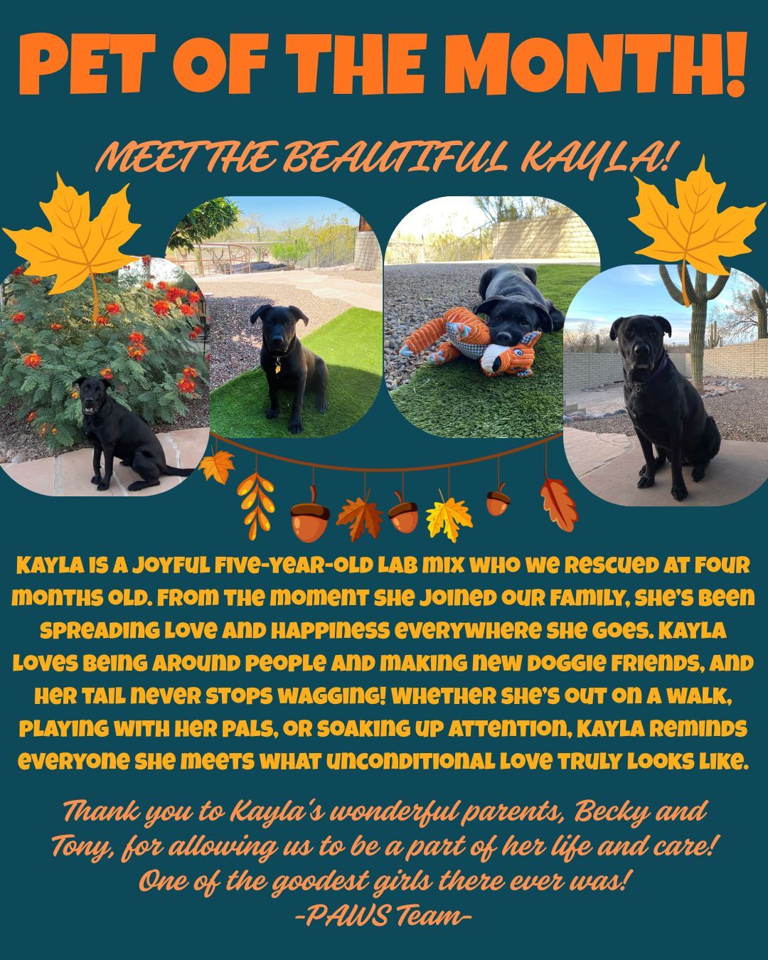 A "Pet of the Month" poster features Kayla, a black lab mix, with photos of her playing outside and with a toy. The text highlights her joyful nature and thanks her owners, Becky and Tony, for their care.