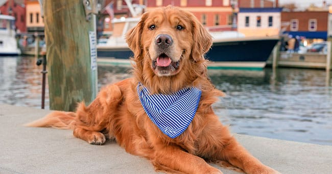 A golden retriever wearing a blue and white striped bandana sits on a dock in front of water and boats, with colorful buildings in the background.