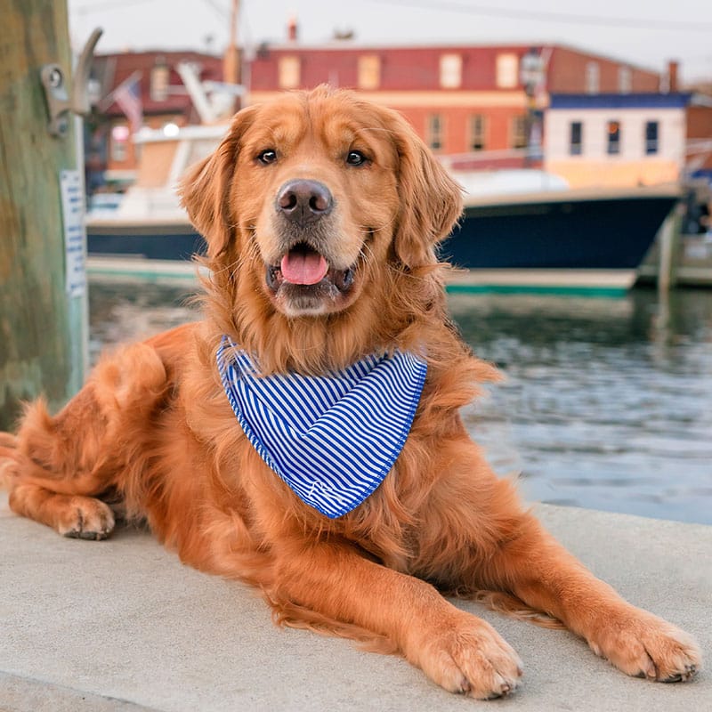A golden retriever wearing a blue and white striped bandana lies on a dock near the water, with boats and colorful buildings visible in the background.