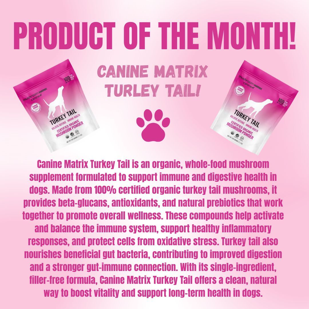 Three packages of Open Farm Gently Cooked Food for dogs are displayed above text describing it as a healthy, human-grade pet food. The packages are labeled Gently Cooked Beef, Turkey, and Chicken recipes.