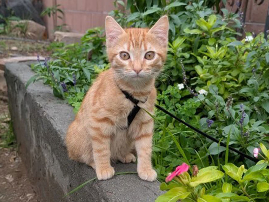 An orange tabby kitten wearing a harness sits on a stone ledge surrounded by green plants and flowers in a garden.