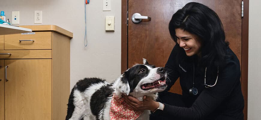 A veterinarian in black scrubs kneels and smiles while examining a happy black and white dog wearing a red patterned bandana in an exam room.