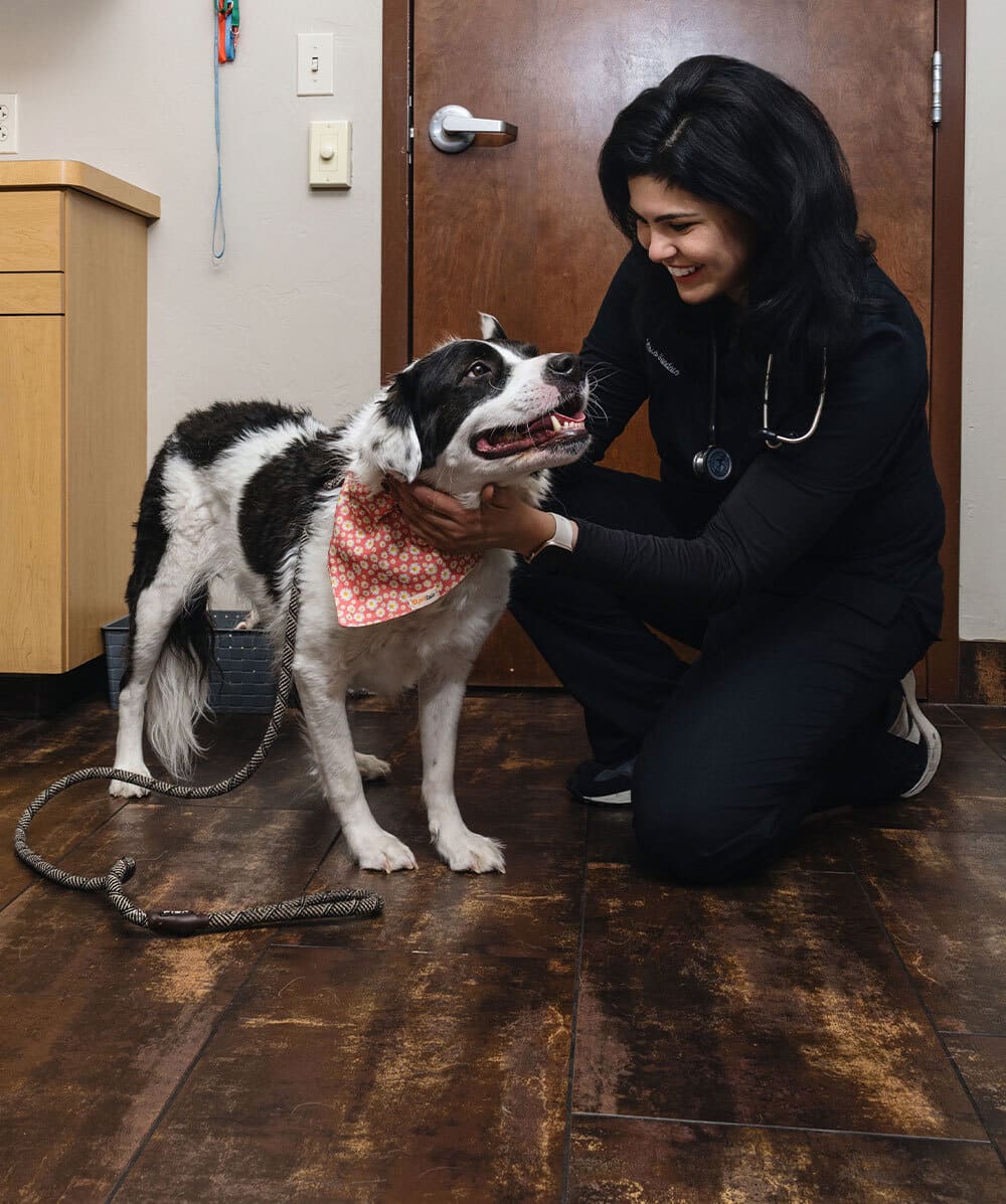 A smiling veterinarian kneels on the floor while gently examining a happy black-and-white dog wearing a pink patterned bandana in a clinic room.