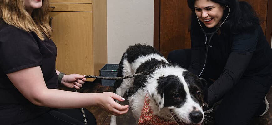 A veterinarian uses a stethoscope to examine a black and white dog wearing a red bandana, while another person gently holds the dog's leash in a veterinary clinic.