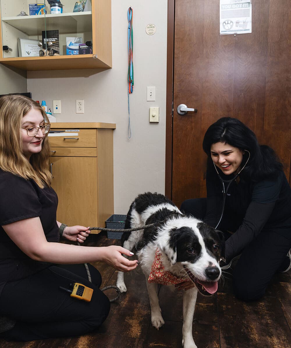 Two women, likely veterinarians, examine a black and white dog wearing a bandana in a veterinary clinic. One holds a thermometer while the other uses a stethoscope. The dog stands on a dark wood floor, looking happy.