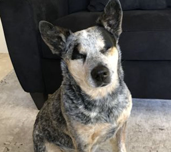 A black and white speckled dog with upright ears sits on a light-colored rug in front of a dark couch, appearing to have its eyes closed or squinting.