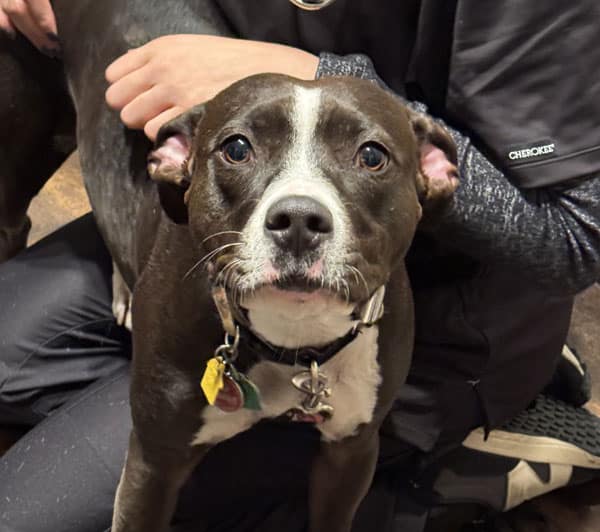 A black and white dog with a white snout and chest looks at the camera while being hugged by a person dressed in dark clothing. The dog wears a collar with tags and is indoors.