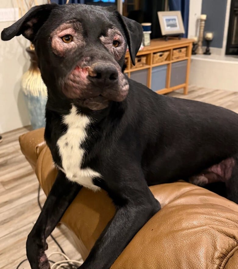 A black dog with white markings on its chest and muzzle sits on a brown couch. The dog has visible scars or patches of missing fur on its face. A wooden console and home decor are in the background.