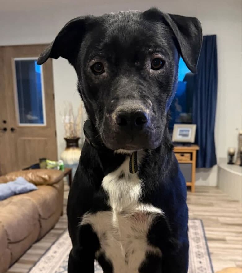 A black dog with a white chest and a curious expression stands indoors on a wooden floor, with a brown couch, wooden door, blue curtains, and a small table in the background.