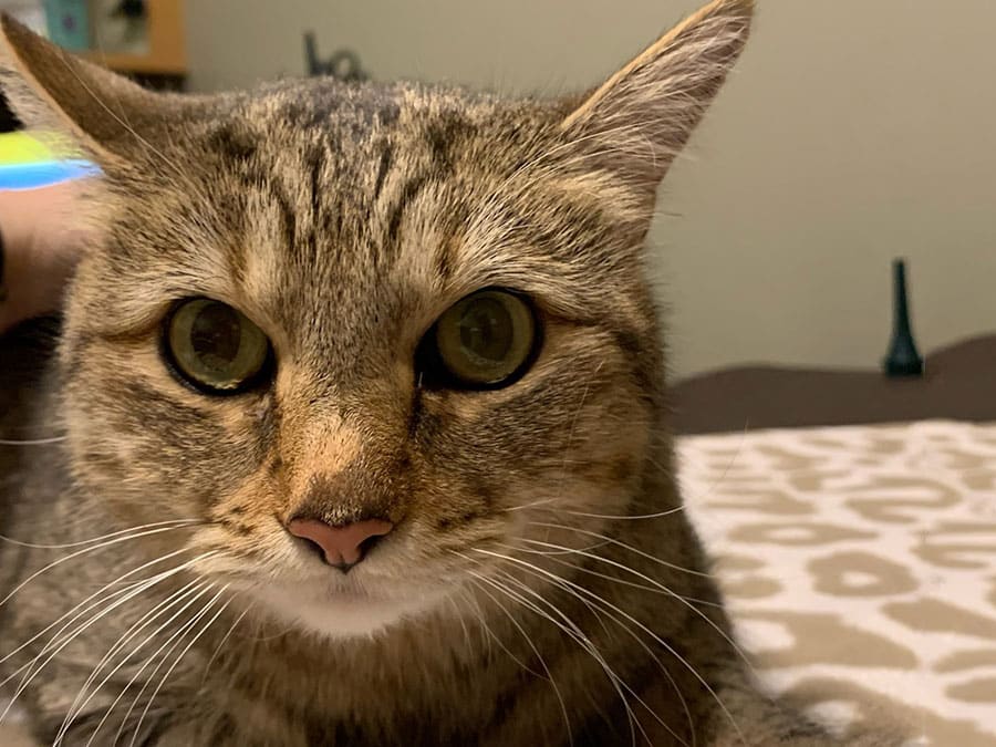 A close-up of a tabby cat with wide green eyes lying on a patterned blanket. The cat's face is in focus, showing its whiskers and attentive expression. The background is blurred with some objects visible.