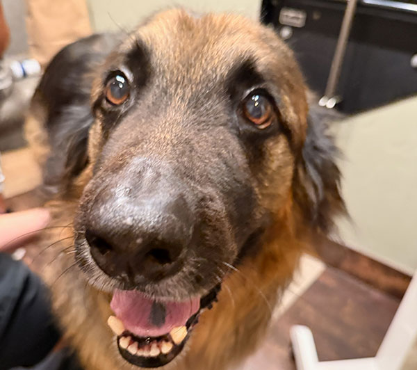 Close-up of a happy German Shepherd dog with its mouth open and tongue slightly out, showing its teeth. The dog’s eyes are wide and its ears are relaxed, giving an excited and friendly expression indoors.