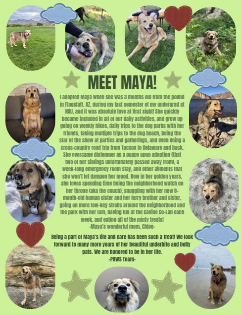 A collage features photos of a tan dog named Maya in different outdoor settings. Center text shares Maya’s adoption story, her adventures, and her sweet, loving personality, surrounded by heart and paw print decorations.