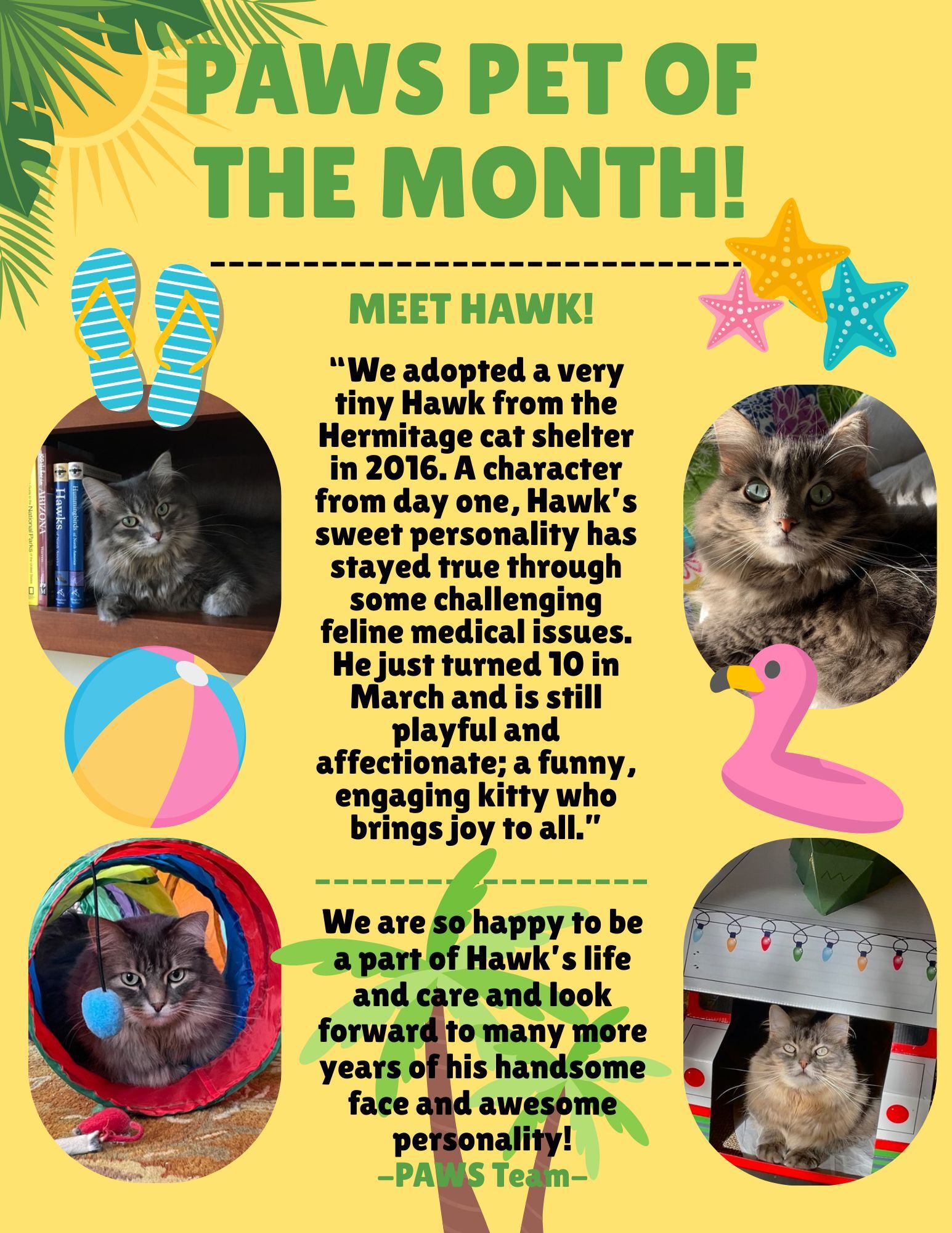 A colorful poster announcing "Paws Pet of the Month" features four photos of a fluffy gray cat named Hawk in different playful poses, along with text describing his adoption story and personality. Tropical decorations and pet toys decorate the poster.