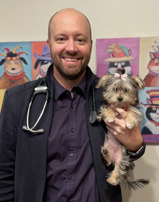 A smiling man with a stethoscope holds a small dog with a bow on its head. Colorful paintings of dogs in hats are visible on the wall behind them.