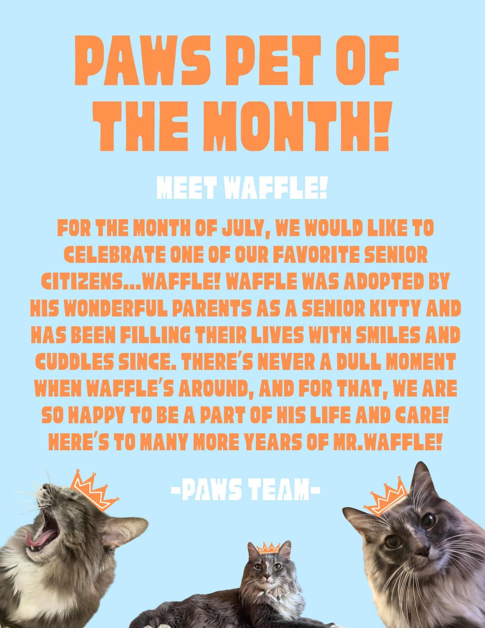 A graphic announcing "Paws Pet of the Month" features photos of a fluffy gray cat named Waffle wearing a drawn crown, with text celebrating Waffle as July's senior kitty honoree.