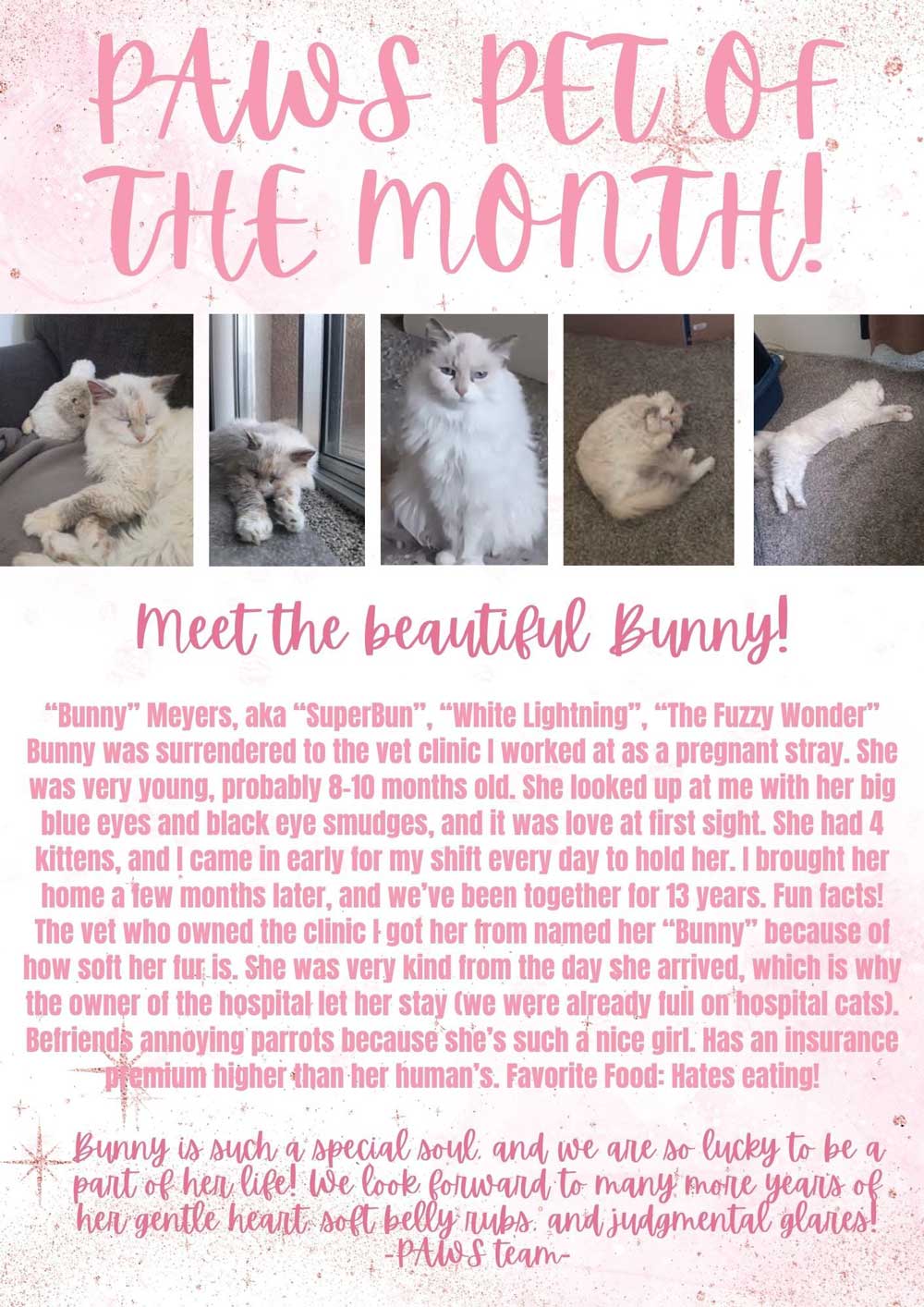 PAWS-PET-SEPTEMBER-2026 A pink poster with photos of a white fluffy cat named Bunny. Text highlights Bunny as “Paws Pet of the Month,” sharing her rescue story, loving traits, and dislikes, with decorative hearts and paw prints.